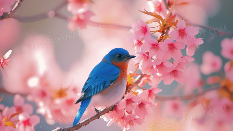 盛开的樱花树枝上的知更鸟图片