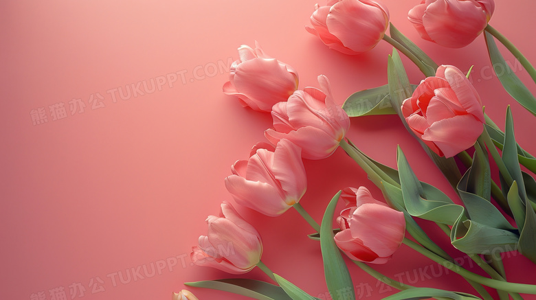 粉红背景上的一束郁金香图片