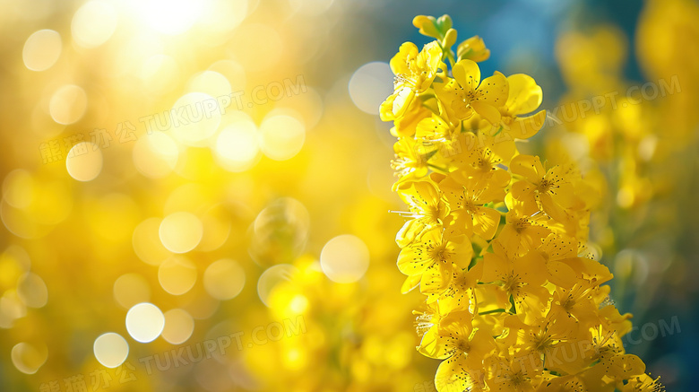 春天阳光下的油菜花图片