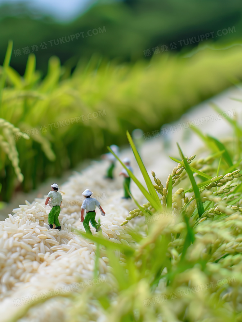 3D大米水稻微距摄影图片
