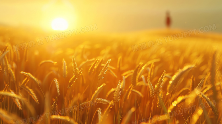 沉甸甸的金色田野麦穗图片
