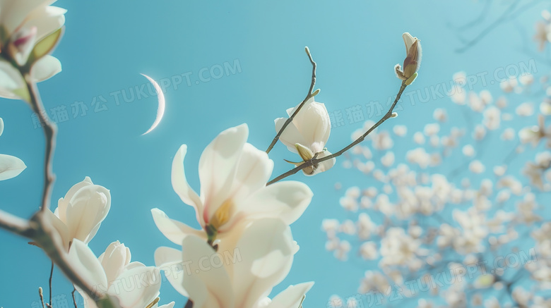 蓝天下的白色玉兰花图片