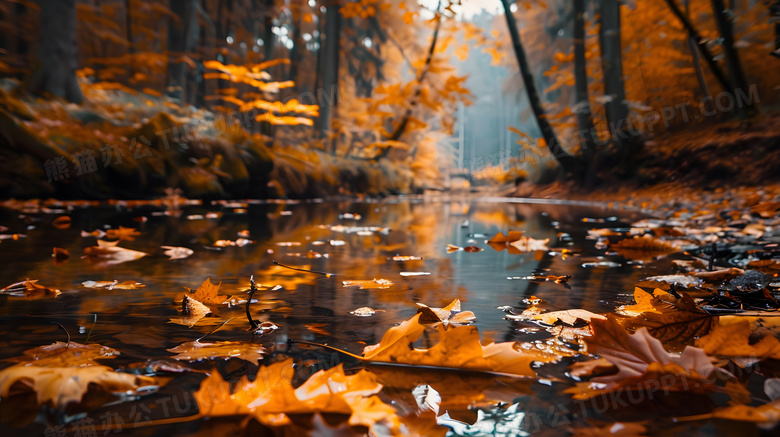 森林河流小溪落叶树叶秋天高清图片
