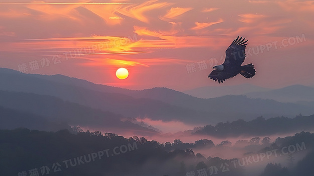 雄鹰在黄昏的天空飞翔