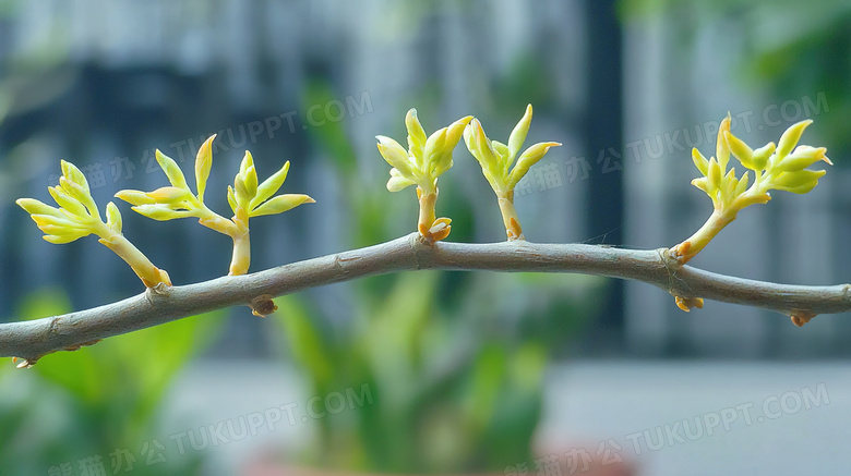 春季发芽萌芽图片