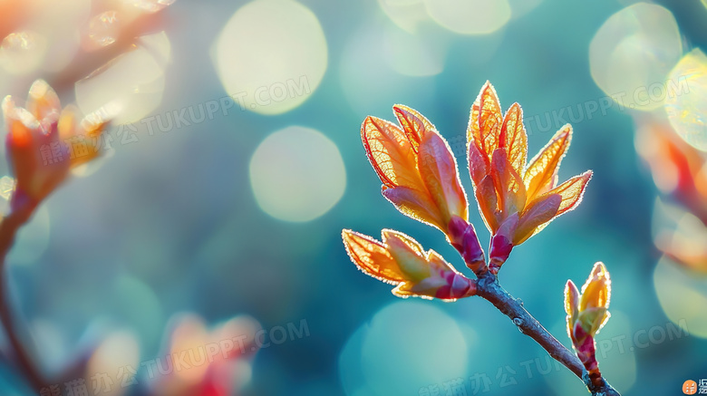 春季发芽萌芽图片