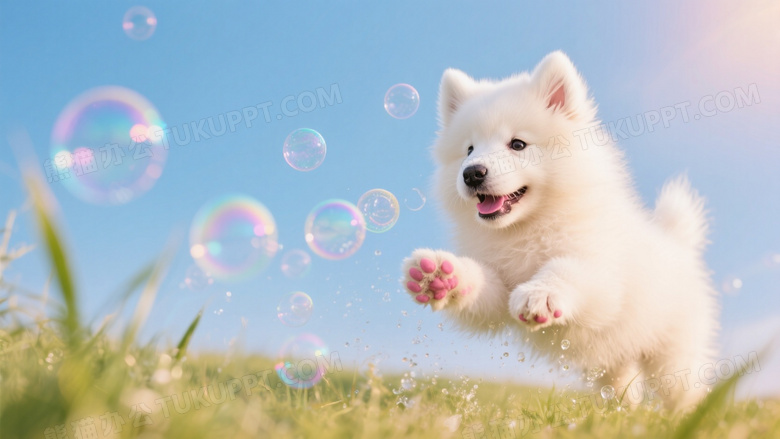 萨摩耶幼犬扑向泡泡群