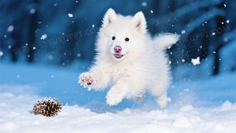 萨摩耶幼犬在雪地追逐松果跃起瞬间