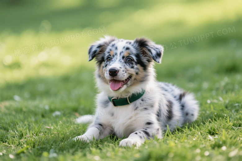 蓝陨石色边牧幼犬草坪趴卧图片