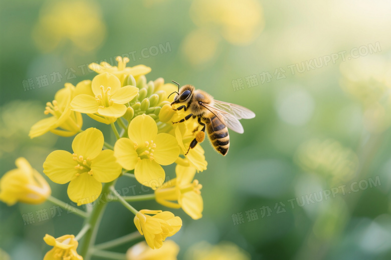 蜜蜂采蜜油菜花特写图片