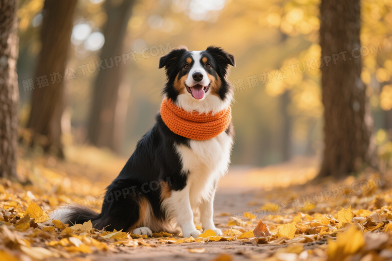 三色边牧戴围巾坐落叶小径图片