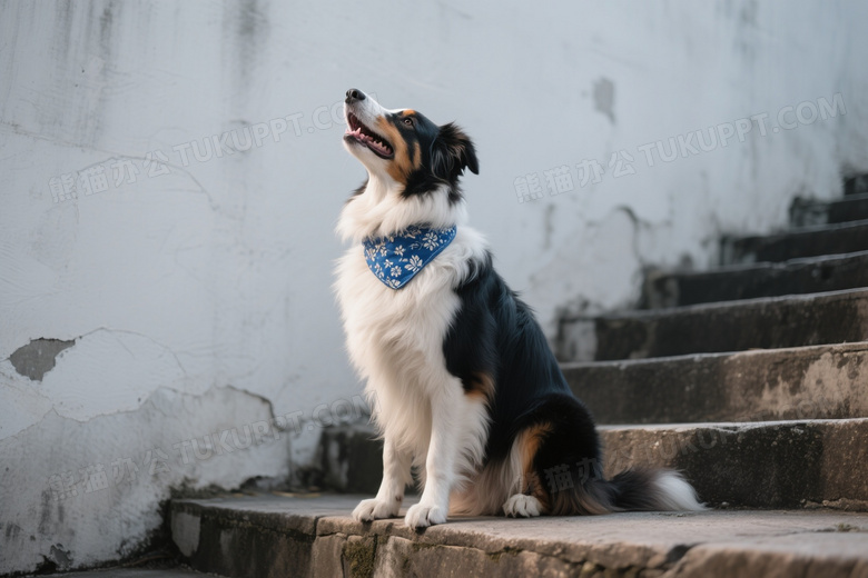 三色边牧坐石阶仰望图片