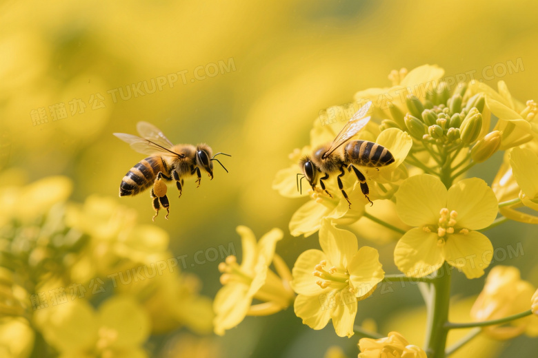 蜜蜂采蜜油菜花丛逆光图片