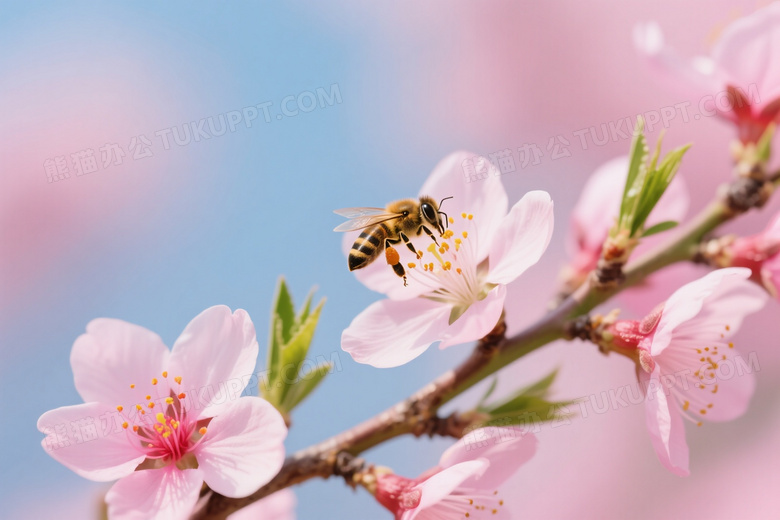 粉色桃花蜜蜂采蜜特写图片