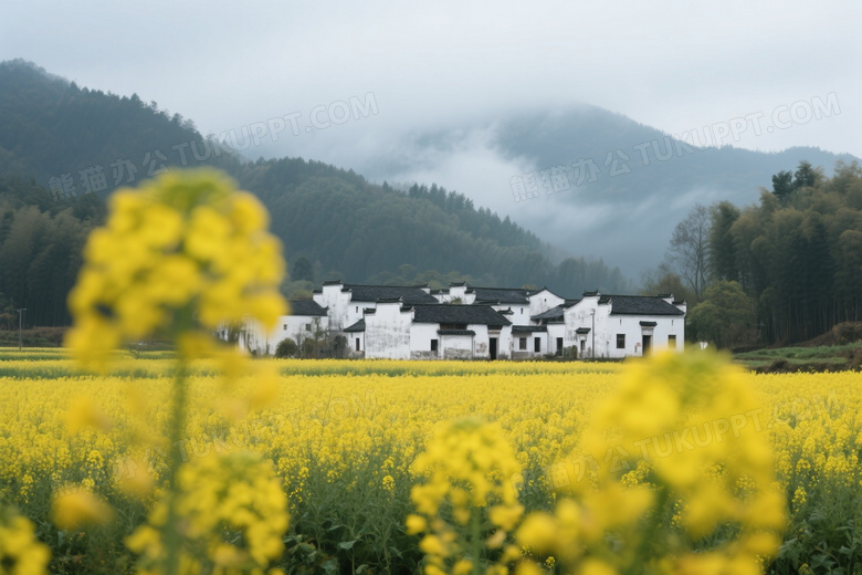 油菜花田徽派民居低饱和风景图片