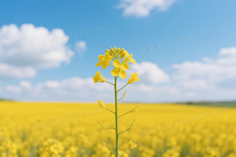 油菜花茎特写蓝天背景图片