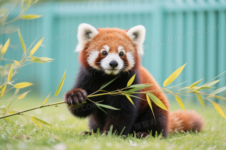 小熊猫抓竹枝草地特写图片