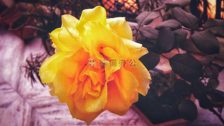 玫瑰花苞水珠图片