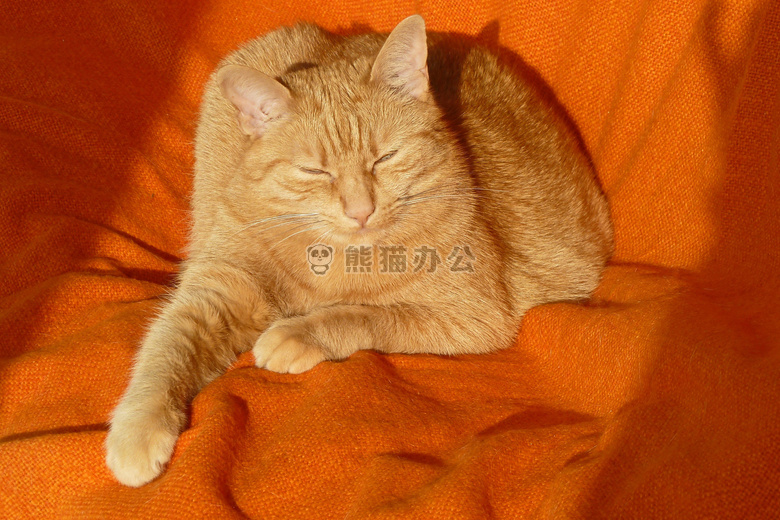 可爱橘猫睡觉图片