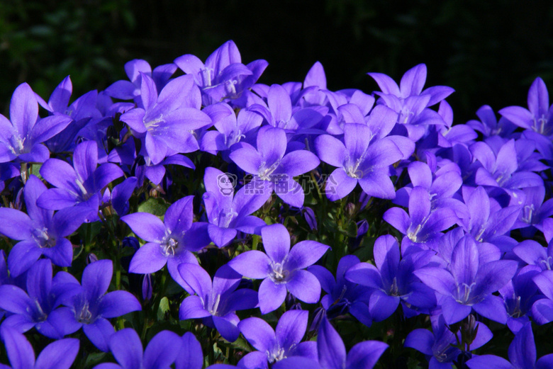 紫色风铃花朵图片