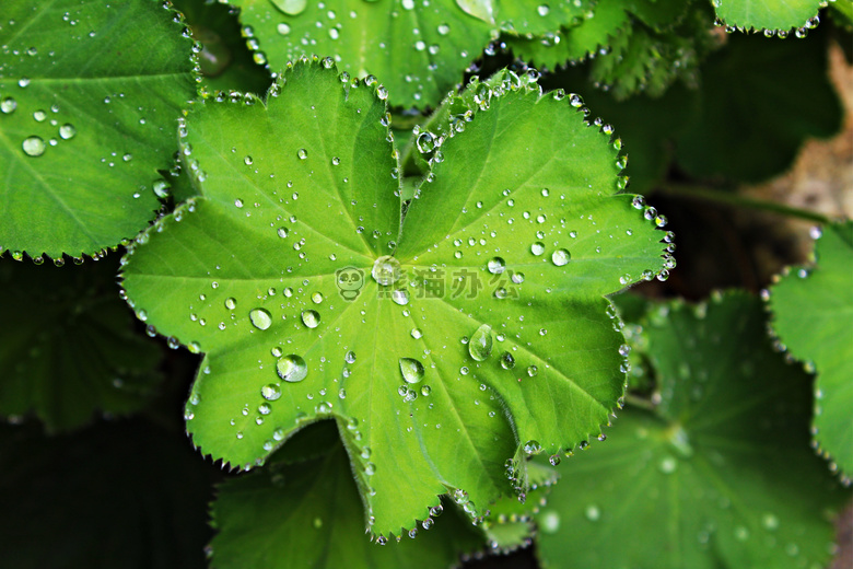 绿叶雨滴图片