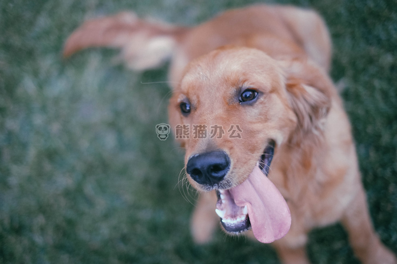 家养金毛犬图片