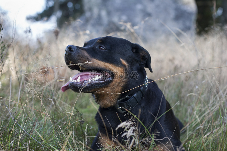 摄影图 其他 美系罗威纳犬图片收藏