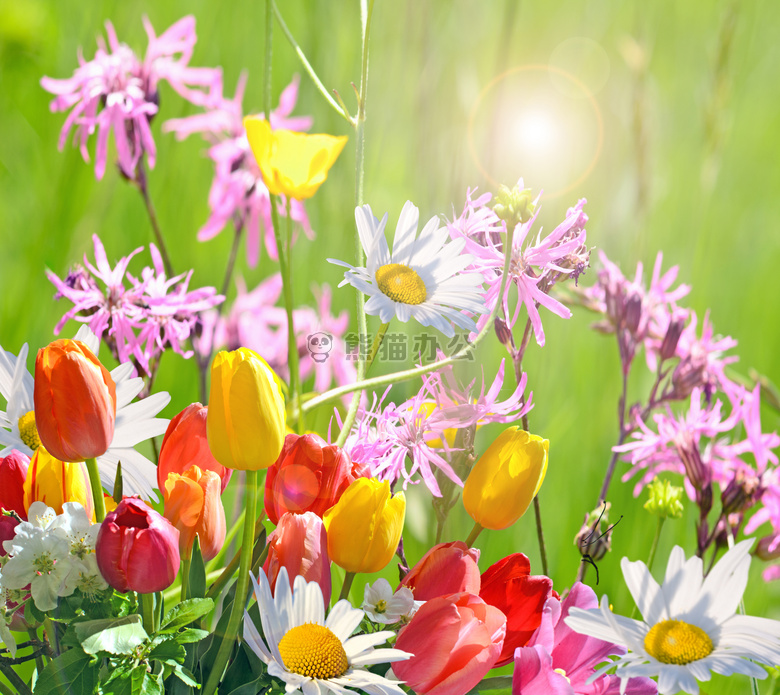 ppt配图 自然风景 春天的花图片                    本作品内容为