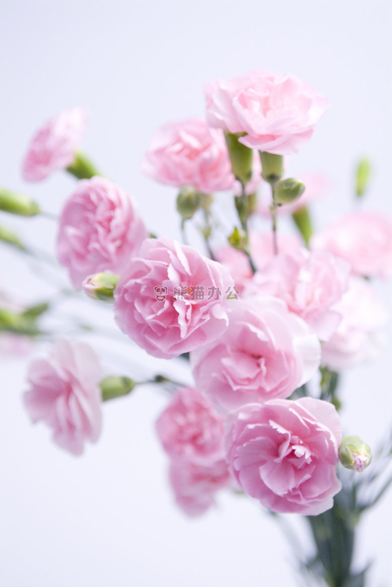 粉色清新花朵高清图片