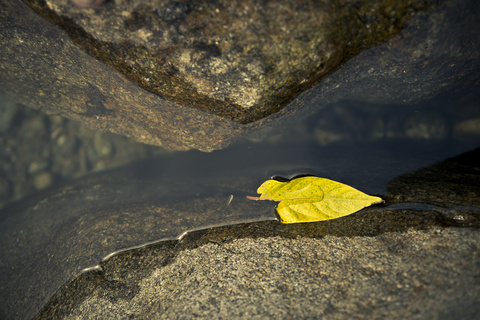 石头缝间溪水中的一片树叶高清图片