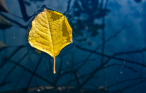 落在水面上的一片树叶摄影高清图片