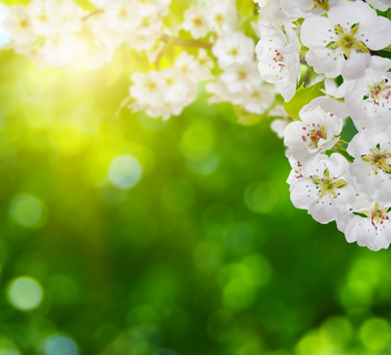 在春天盛开的白色花朵摄影高清图片