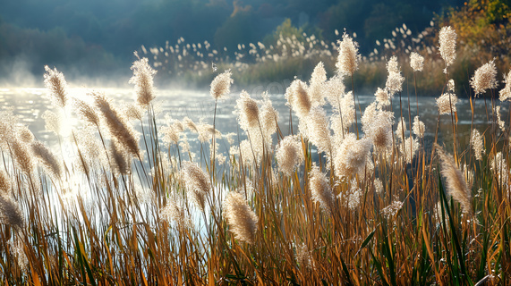 芦苇获任邮储银行党委书记