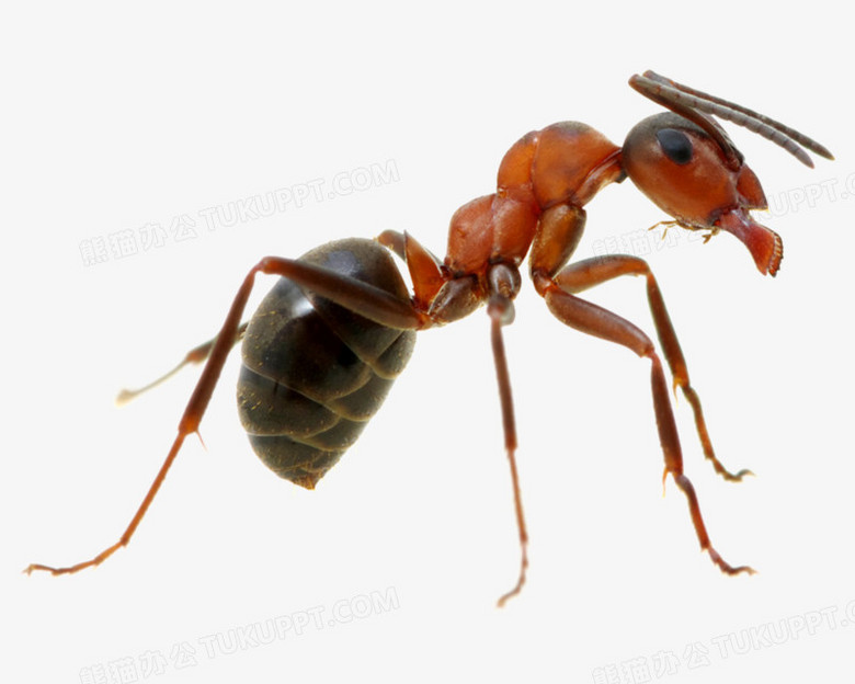 蚂蚁高清免抠元素