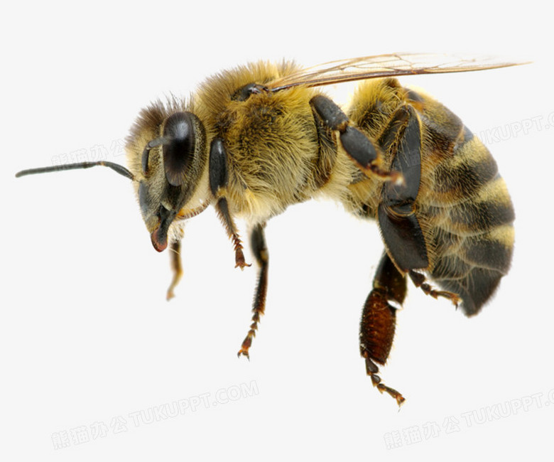 蜜蜂高清免抠元素