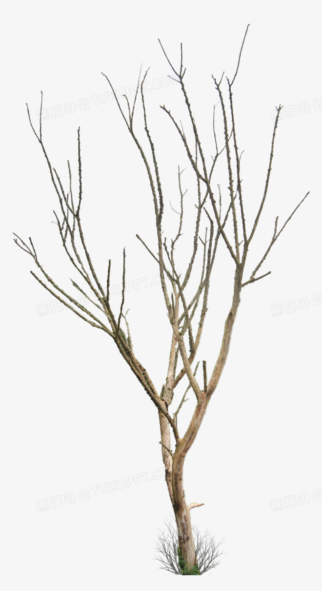 树干树枝枯树
