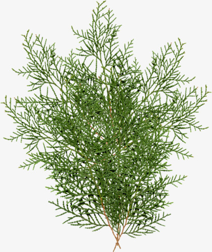 侧柏叶绿色植物叶子