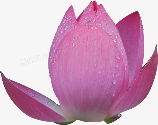 高清粉色莲花水珠