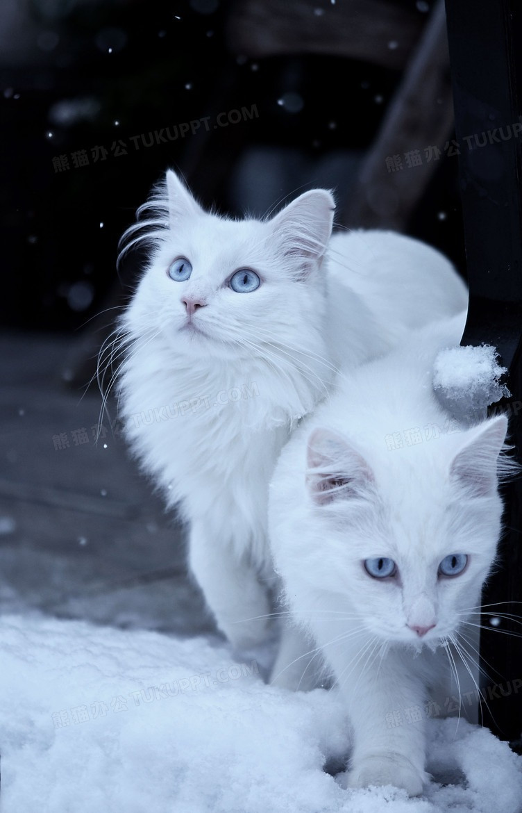 蓝眼睛的波斯猫
