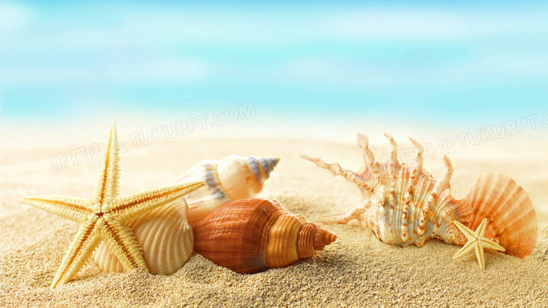 沙滩贝壳海星夏天