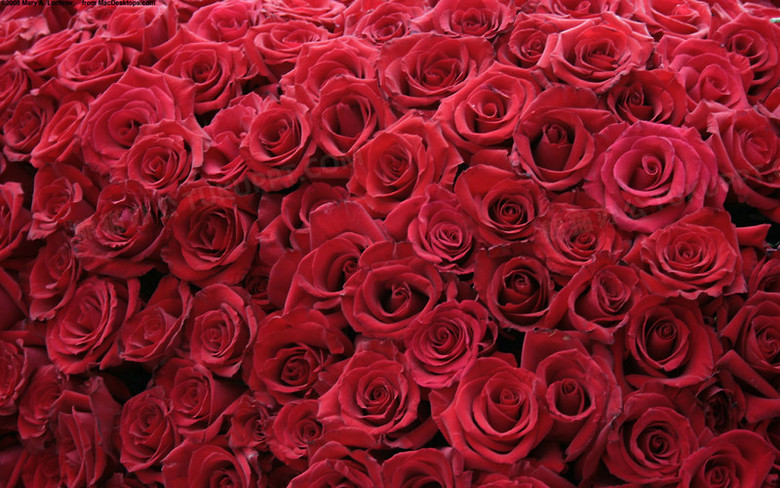 红色的妖姬玫瑰花群