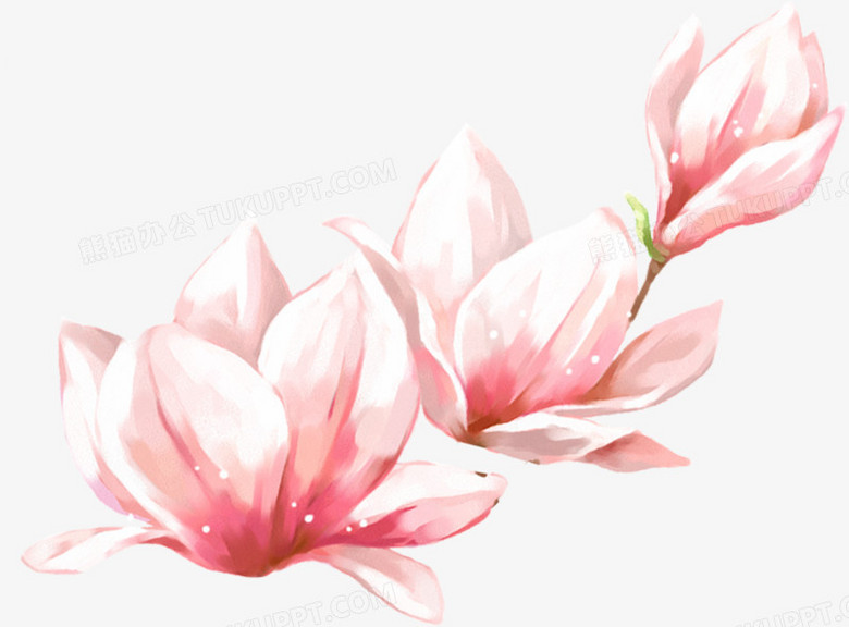 春天手绘粉色玉兰花