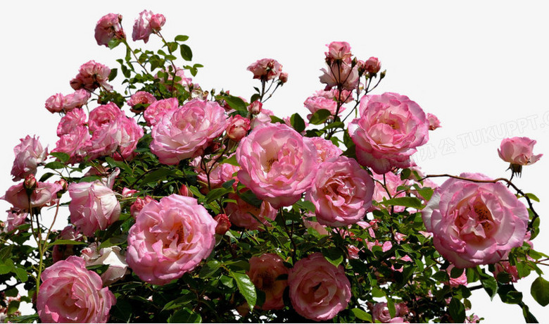 花园里的玫瑰花丛