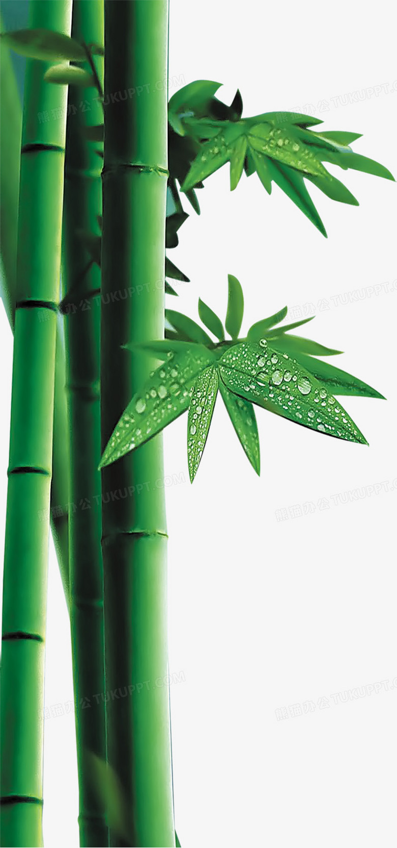 绿色水珠竹子端午png图片素材下载_端午png_熊猫办公