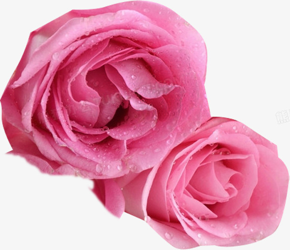 粉色鲜花装饰露珠玫瑰