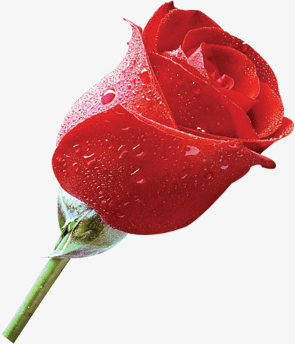 带露珠鲜艳红色玫瑰花png图片素材下载_红色png_熊猫办公