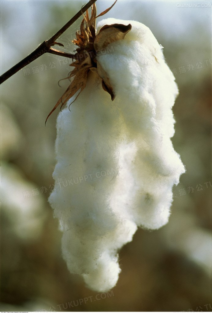 白色棉花厚重感枯枝png图片素材下载_棉花png_熊猫办公