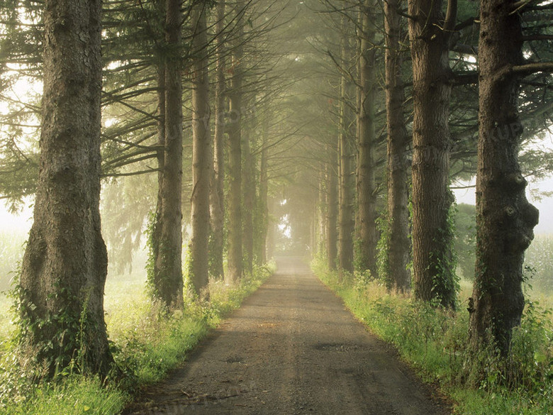 雾朦朦的树林小路