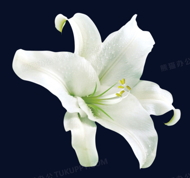 漂亮白色百合花png图片素材下载_白色png_熊猫办公