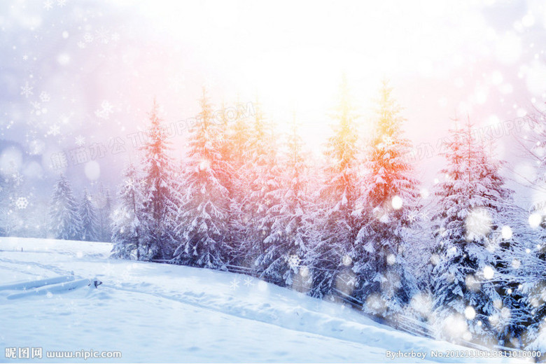 雪花阳光松树风景